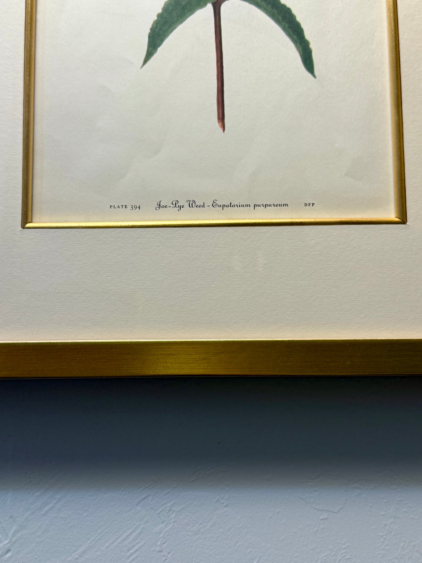 Framed Antique Botanical Print of Joe-Pye Weed