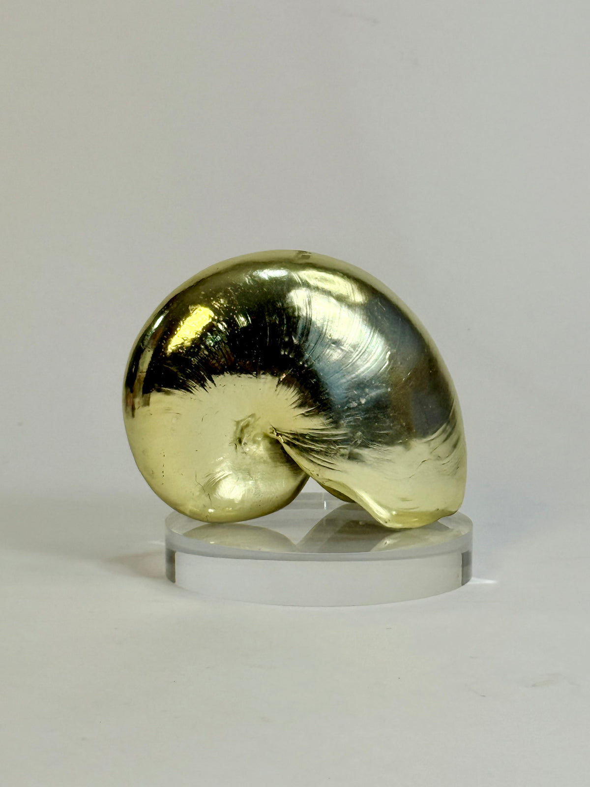 Plated Shells Vintage Gold-Plated Nautilus Shell – La Famille Antiquities