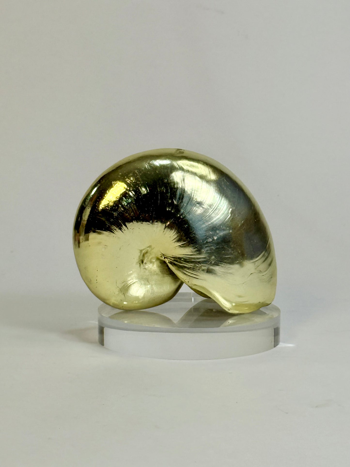 Vintage Gold-Plated Nautilus Shell
