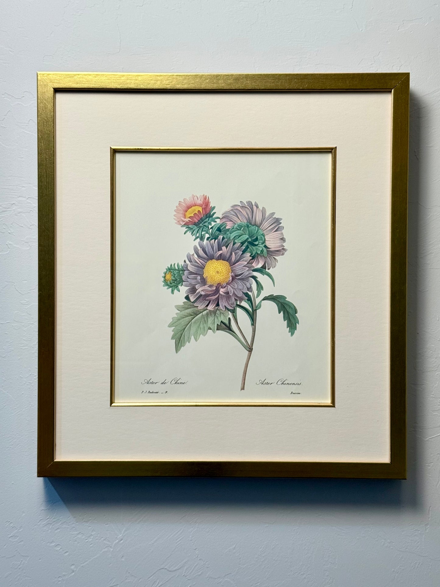 Framed French Botanical Print by P.J. Redoute