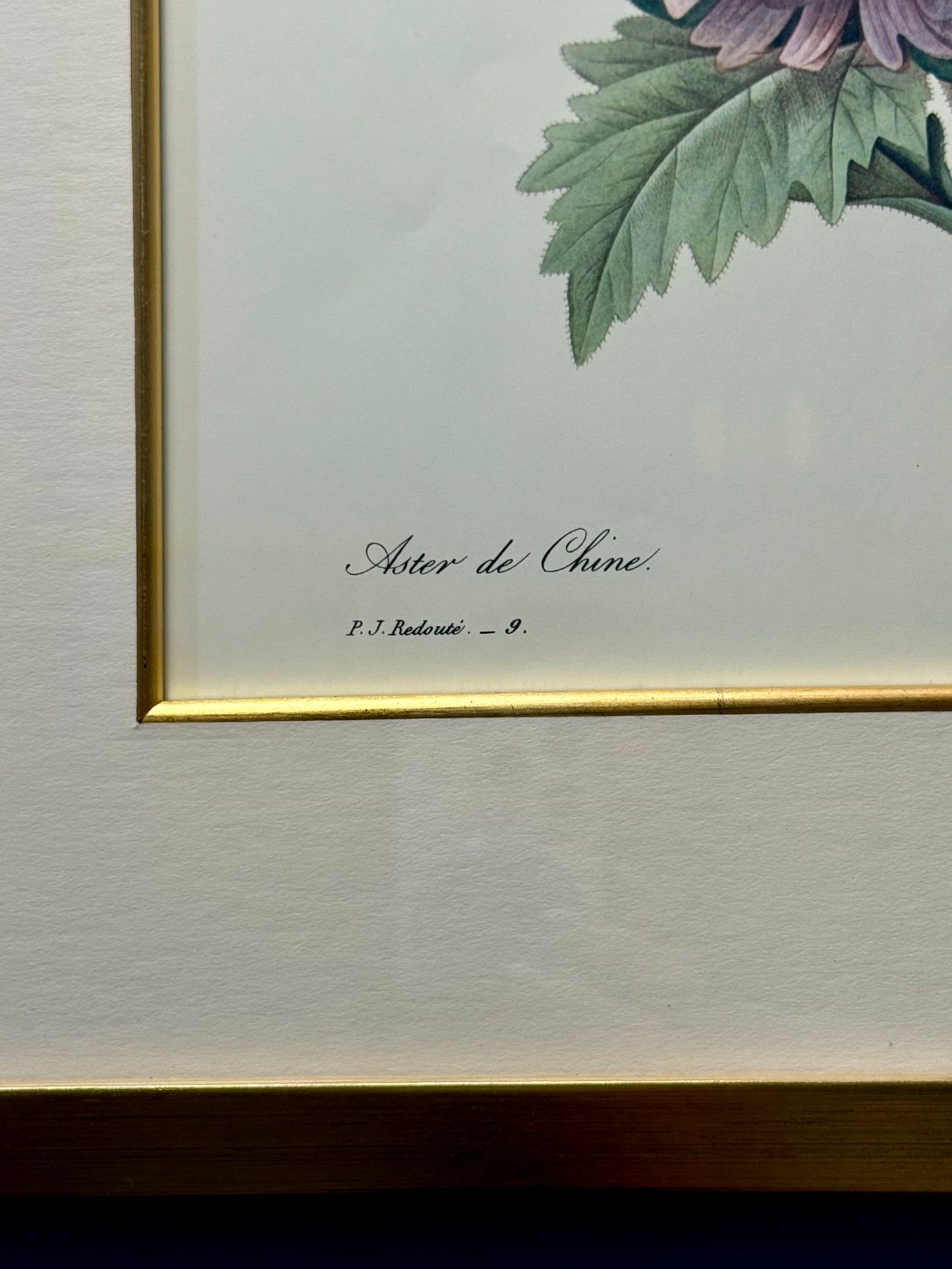 Framed French Botanical Print by P.J. Redoute