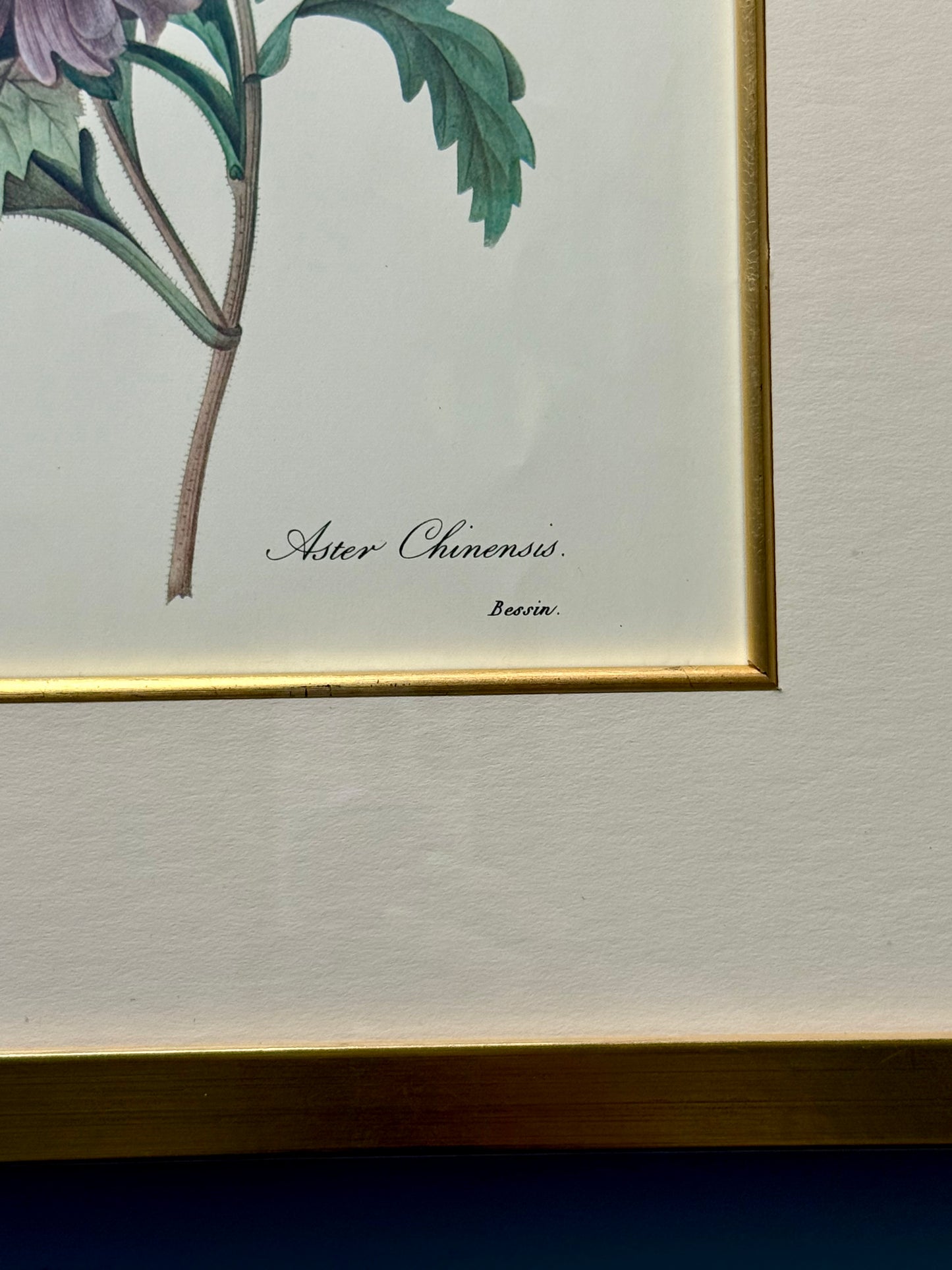 Framed French Botanical Print by P.J. Redoute