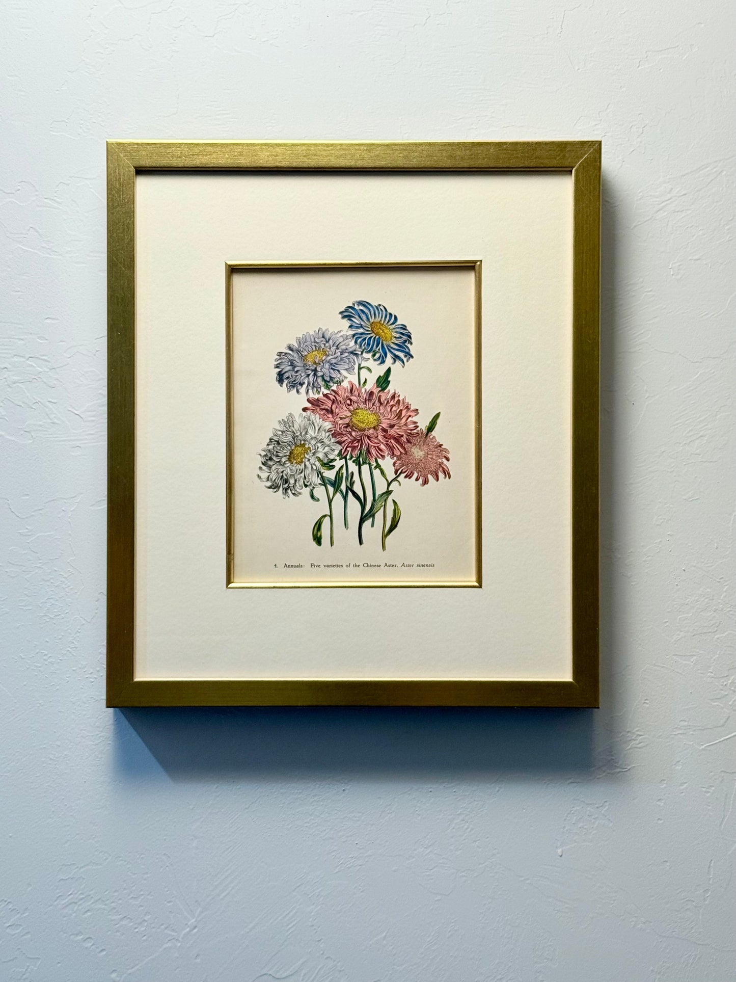 Framed Antique Botanical Print of Five Varieties of Chinese Asters