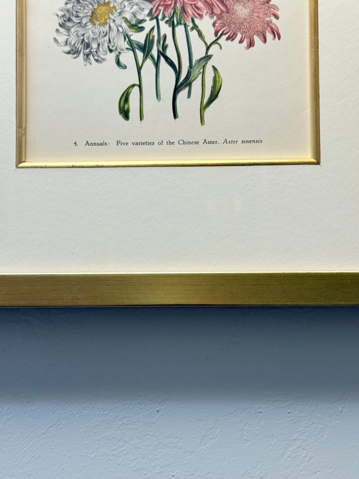 Framed Antique Botanical Print of Five Varieties of Chinese Asters