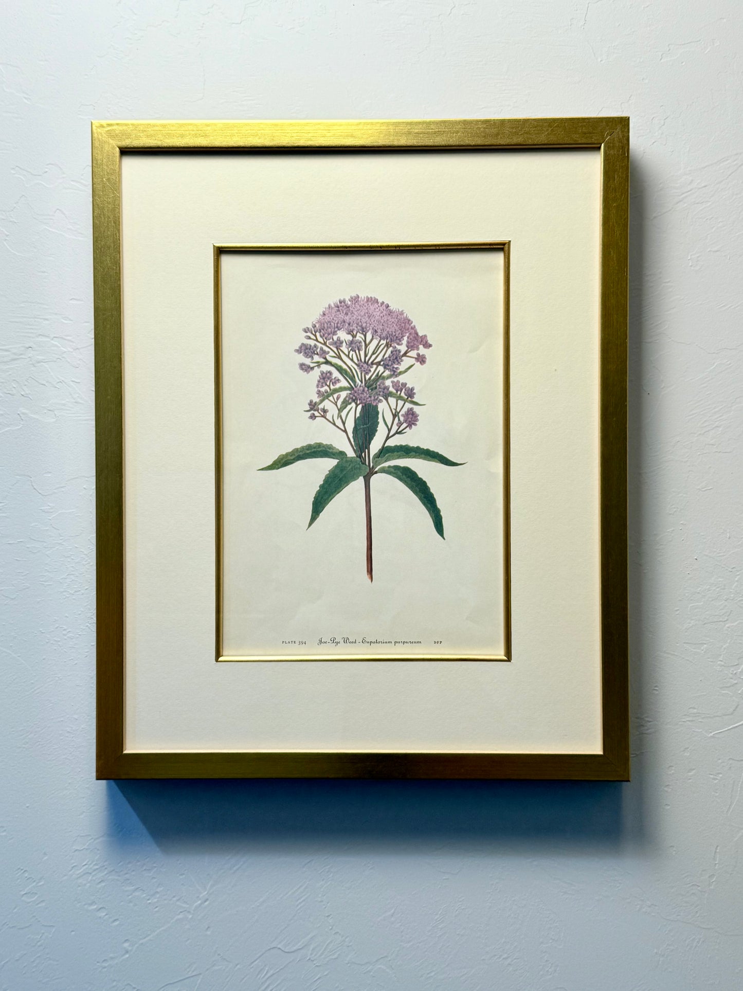 Framed Antique Botanical Print of Joe-Pye Weed